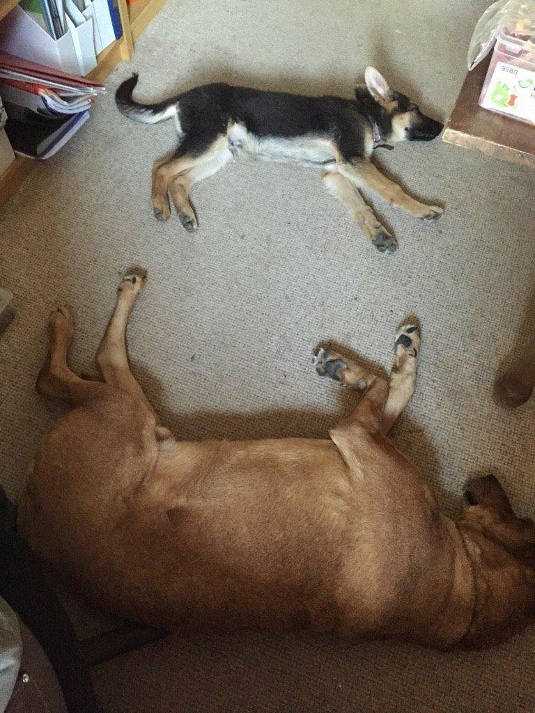 Schæferhund Beat billede 39