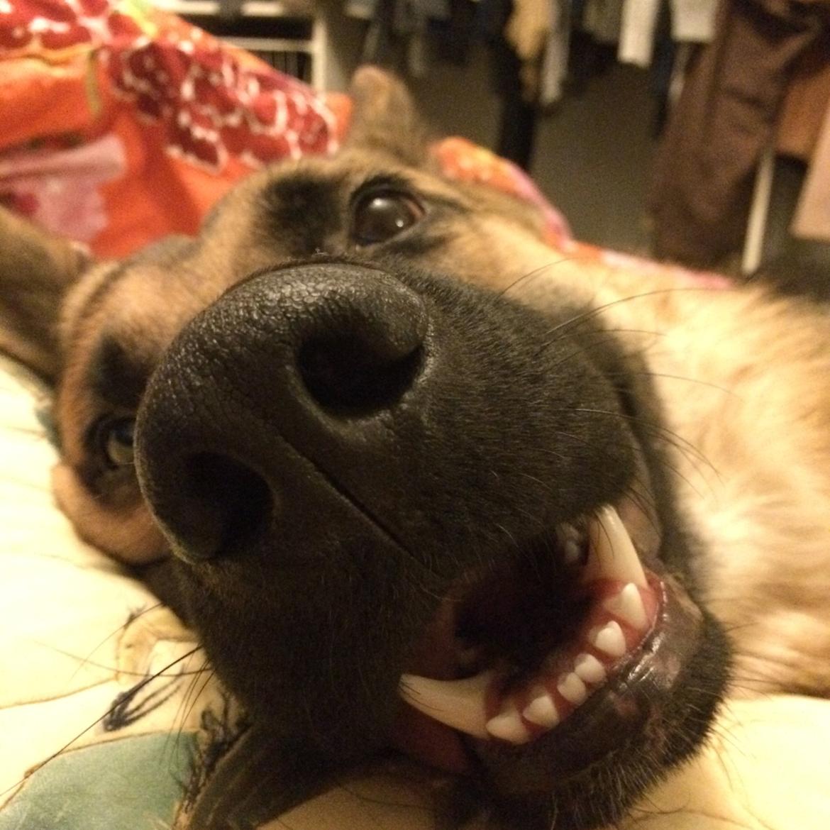 Schæferhund Beat billede 40