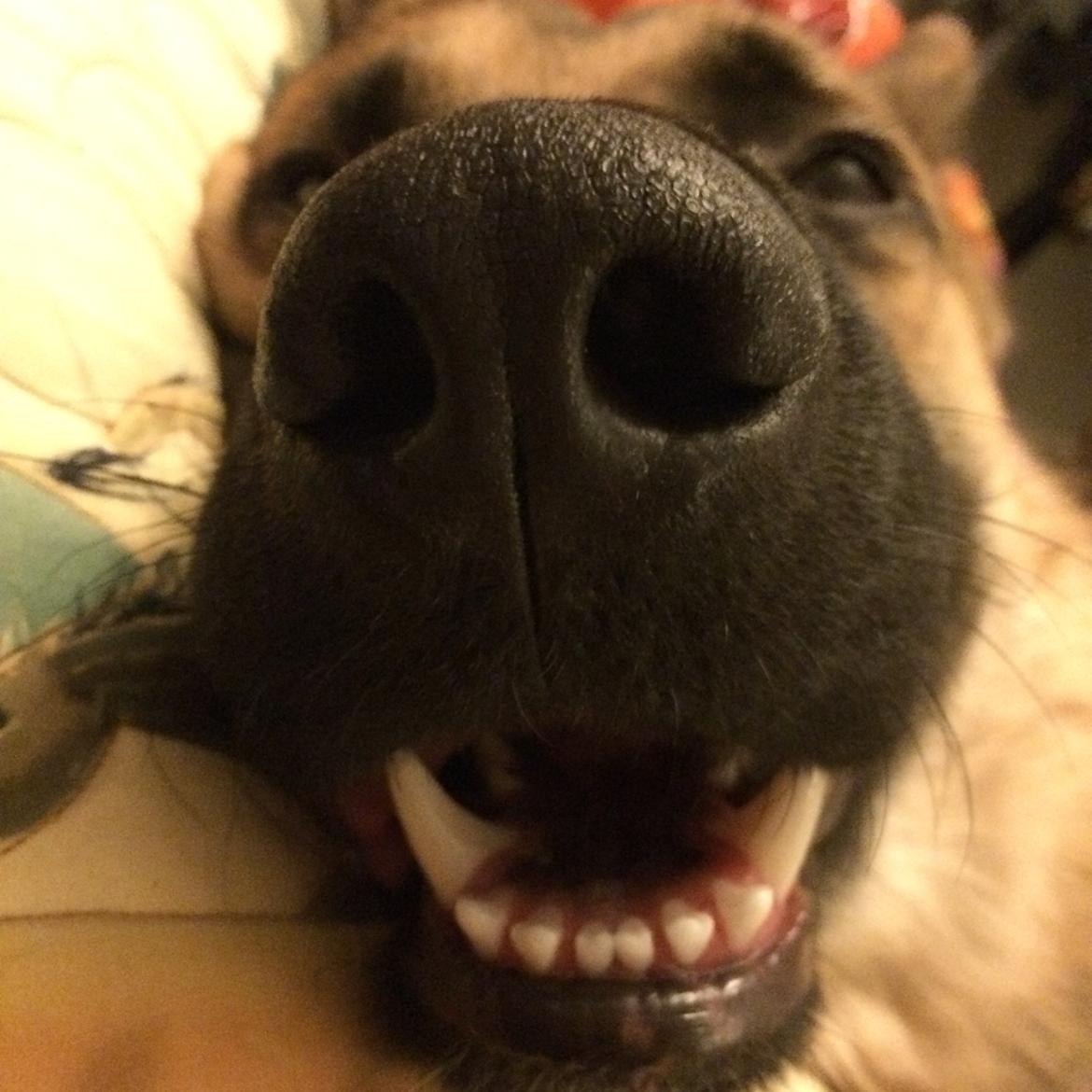 Schæferhund Beat billede 41