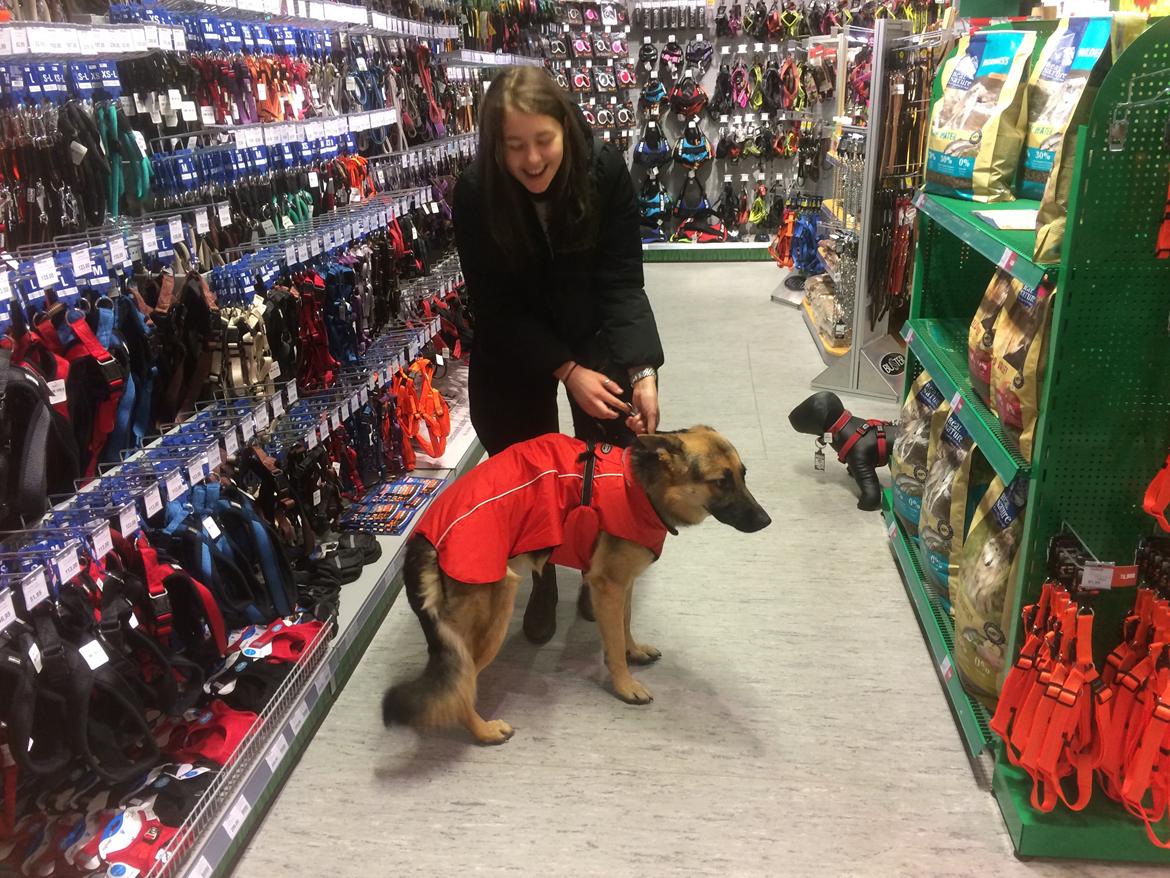 Schæferhund Beat billede 35