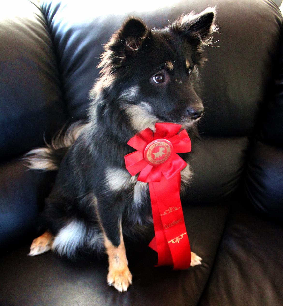 Islandsk fårehund Ásdis billede 6