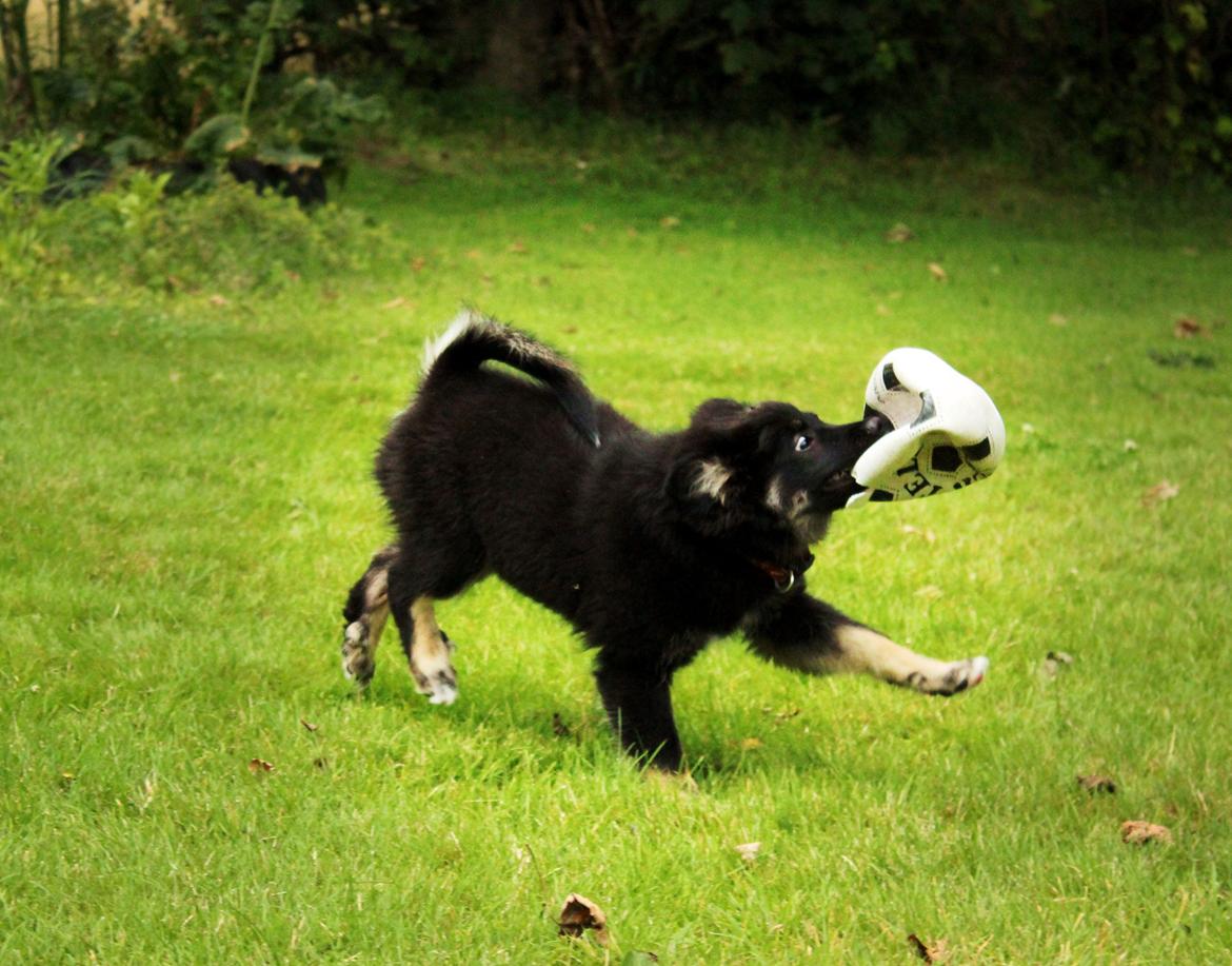 Islandsk fårehund Ásdis billede 20
