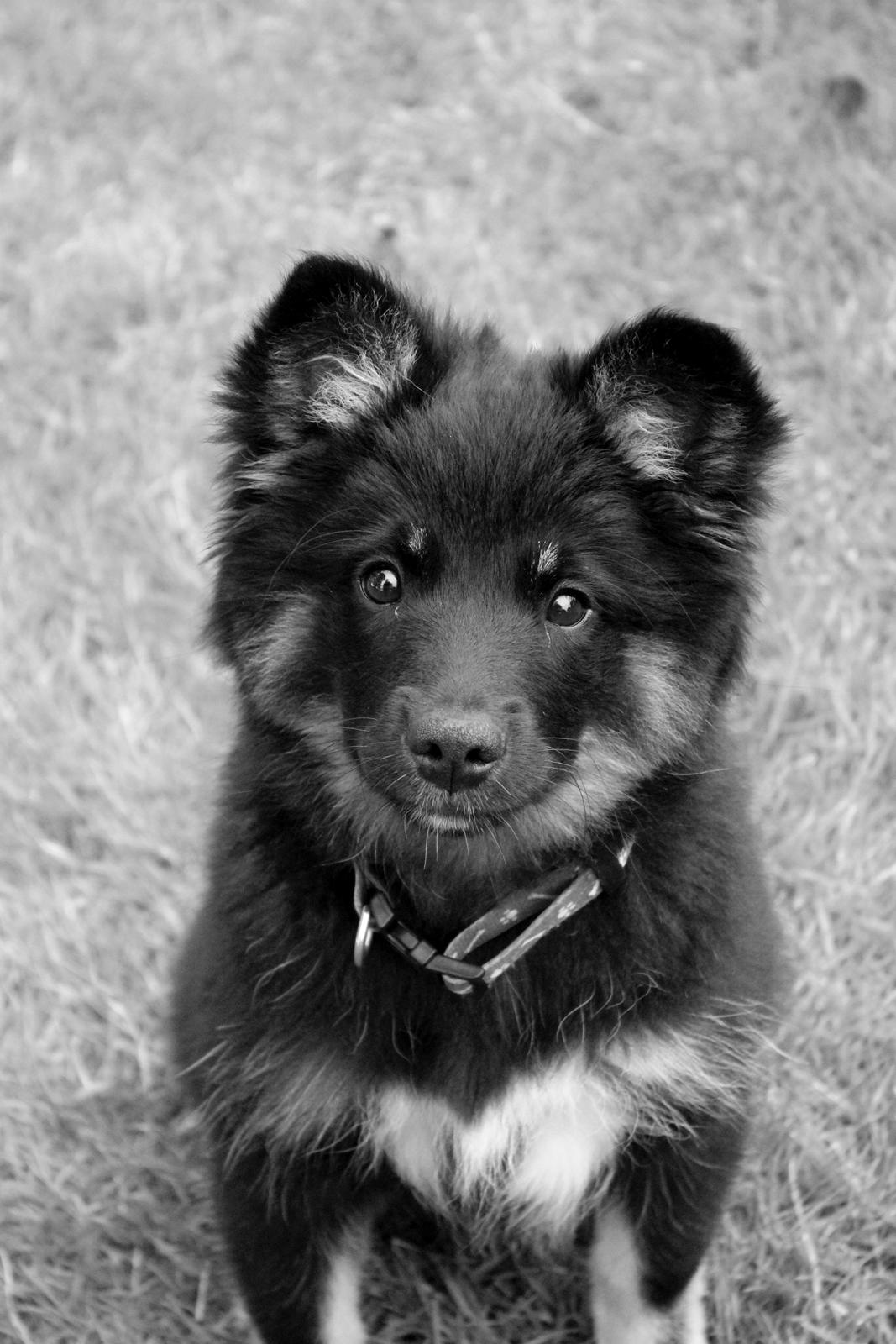 Islandsk fårehund Ásdis billede 21