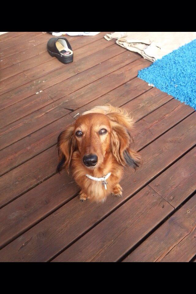 Gravhund Berta - Berta:) billede 1