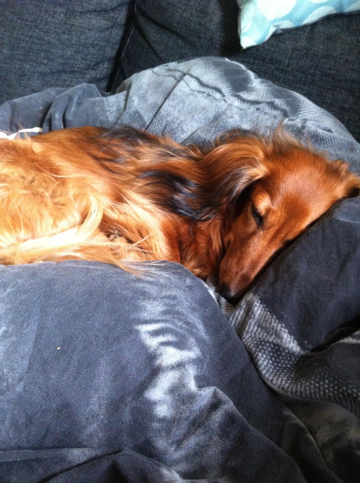 Gravhund Berta - En træt Berta billede 2