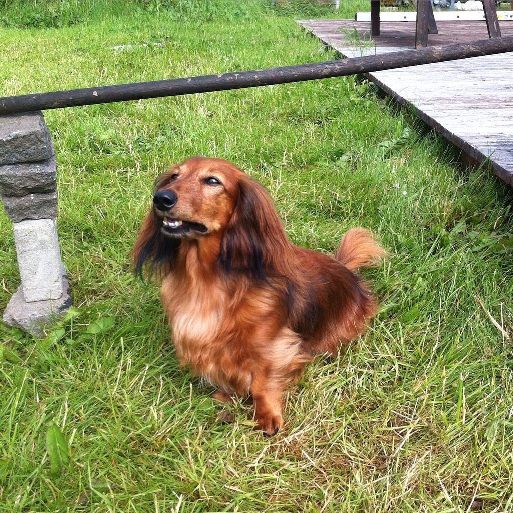 Gravhund Berta - Min lille spring hund billede 3