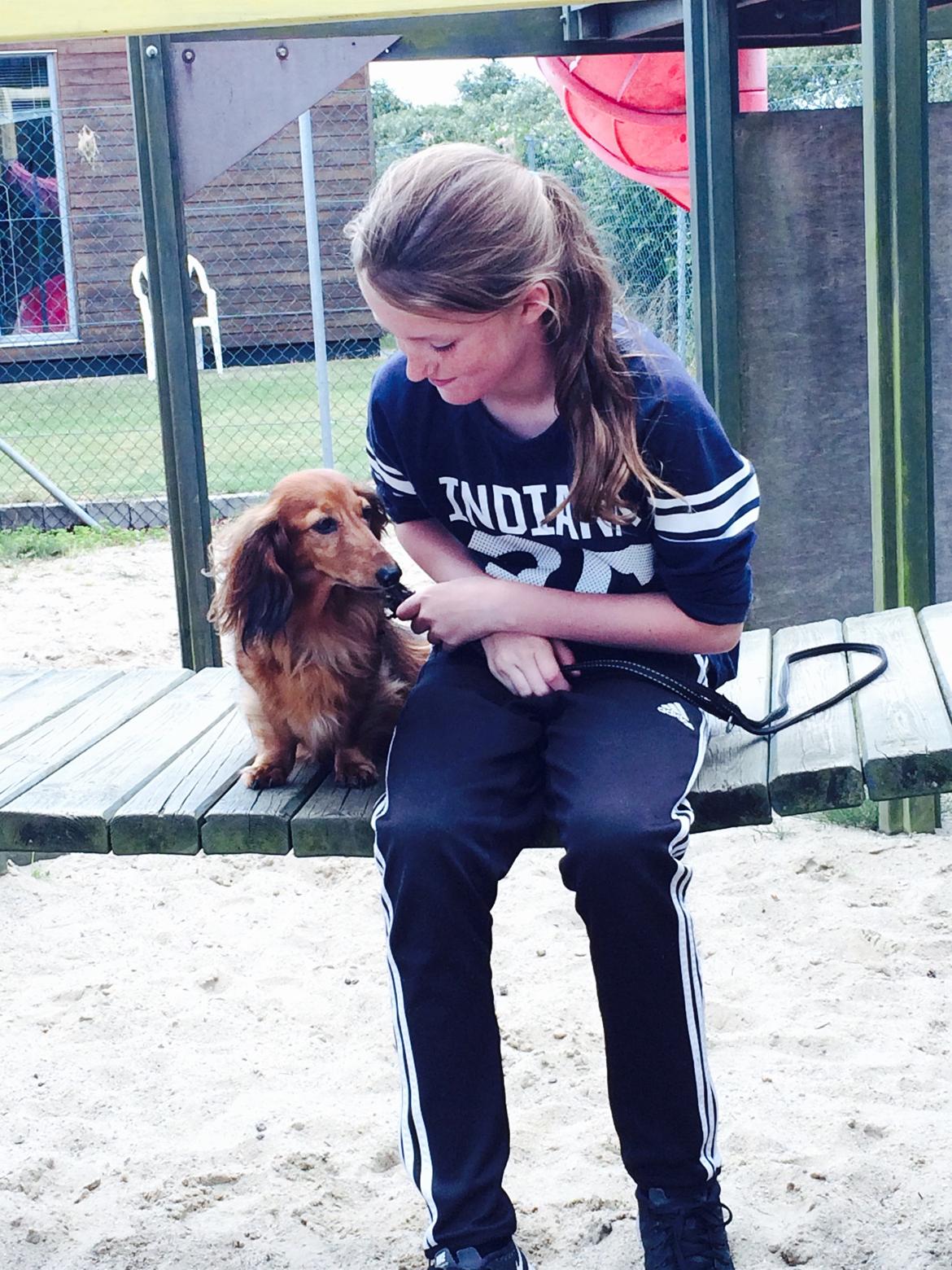 Gravhund Berta - Mor og Datter billede 4