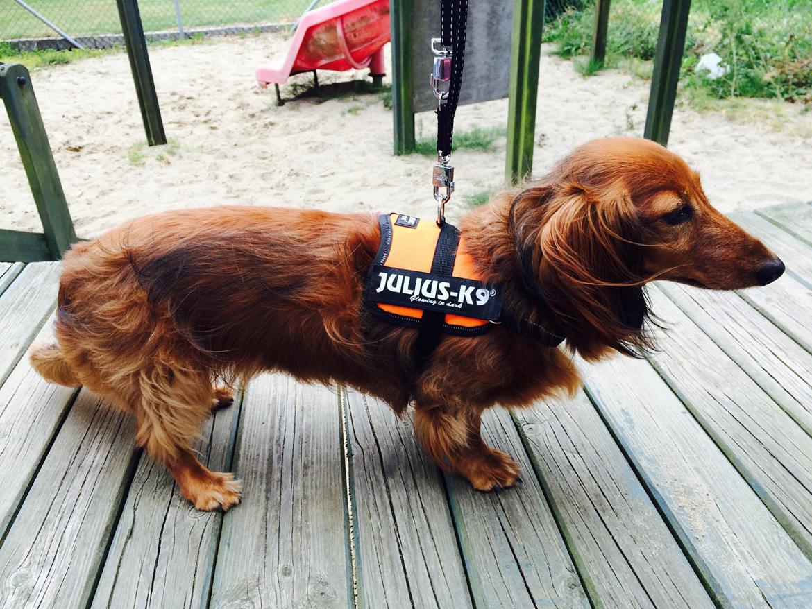 Gravhund Berta - Min Smukke model billede 6