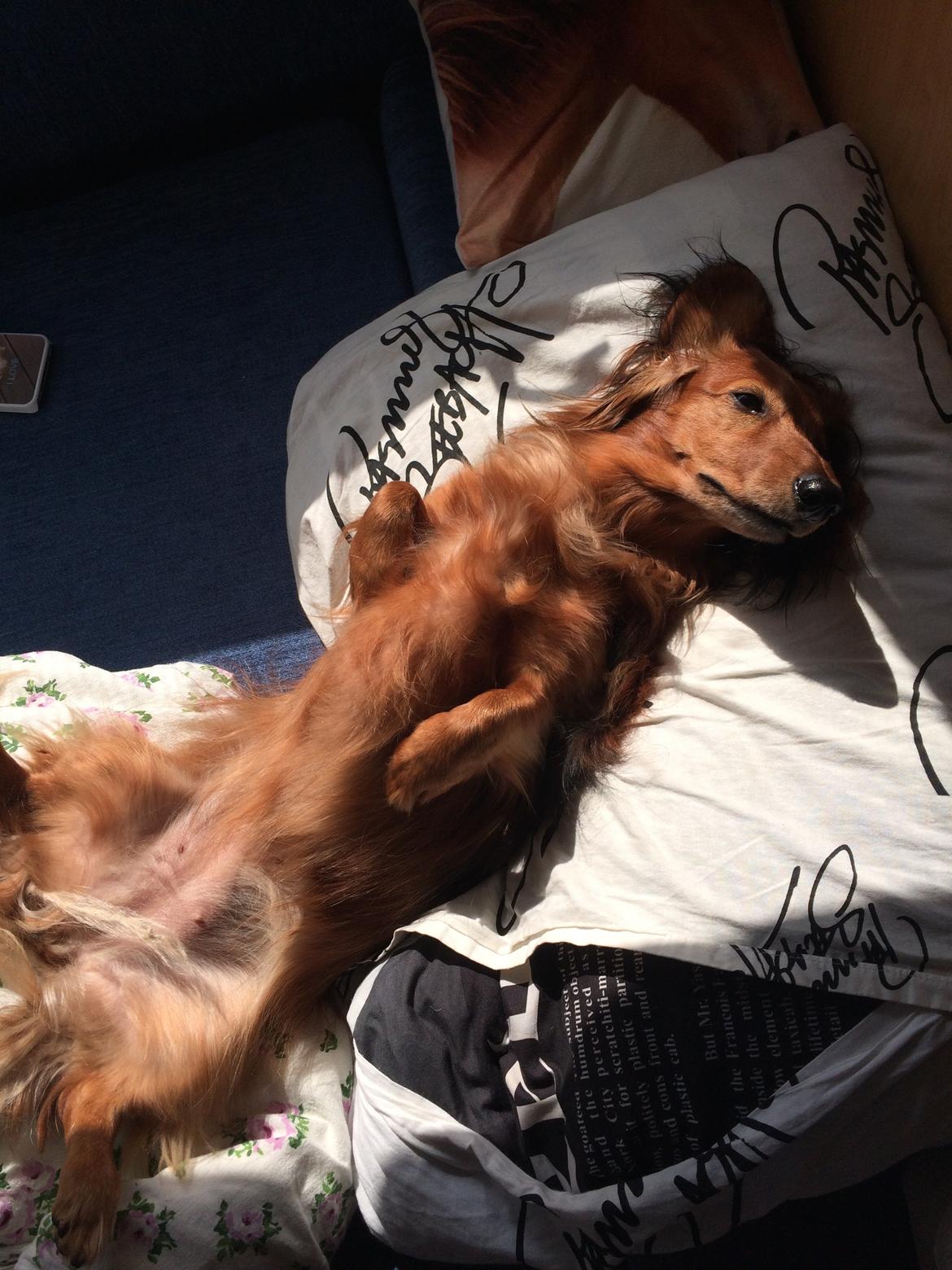 Gravhund Berta - Hygger billede 7