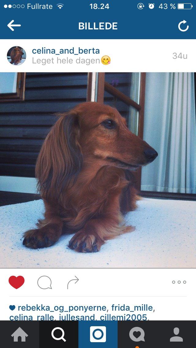 Gravhund Berta - Berta Muzzen billede 8