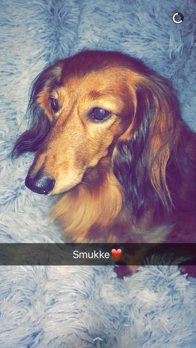 Gravhund Berta - Berta:) billede 10