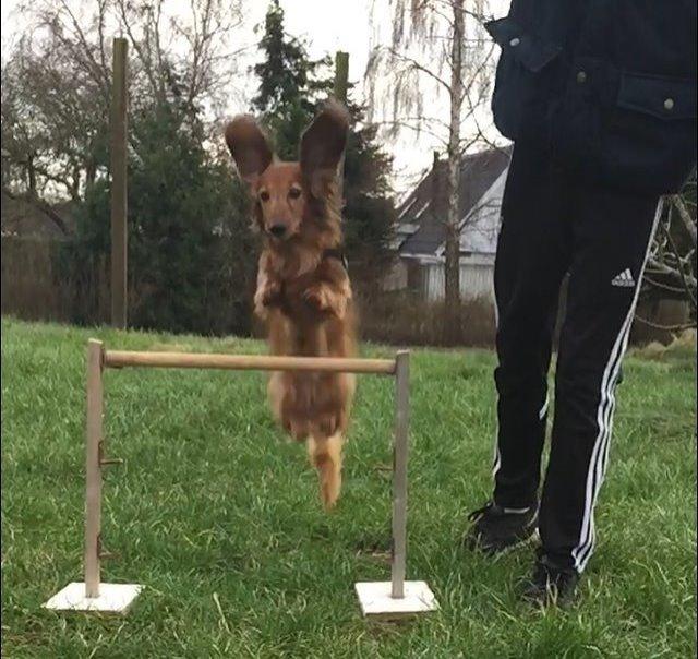 Gravhund Berta - 41 cm billede 11