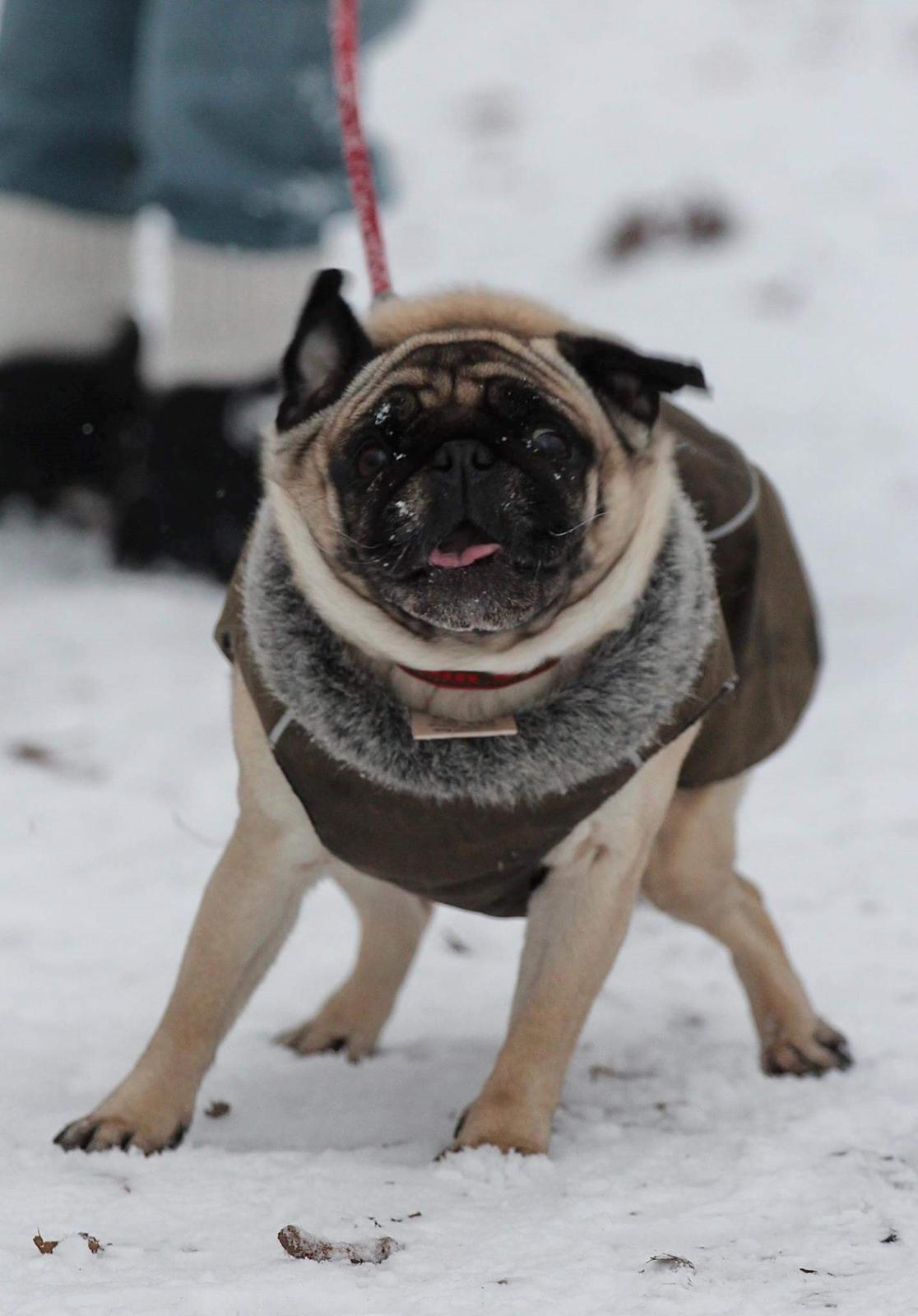 Mops Zoe - Rullepølsen billede 22