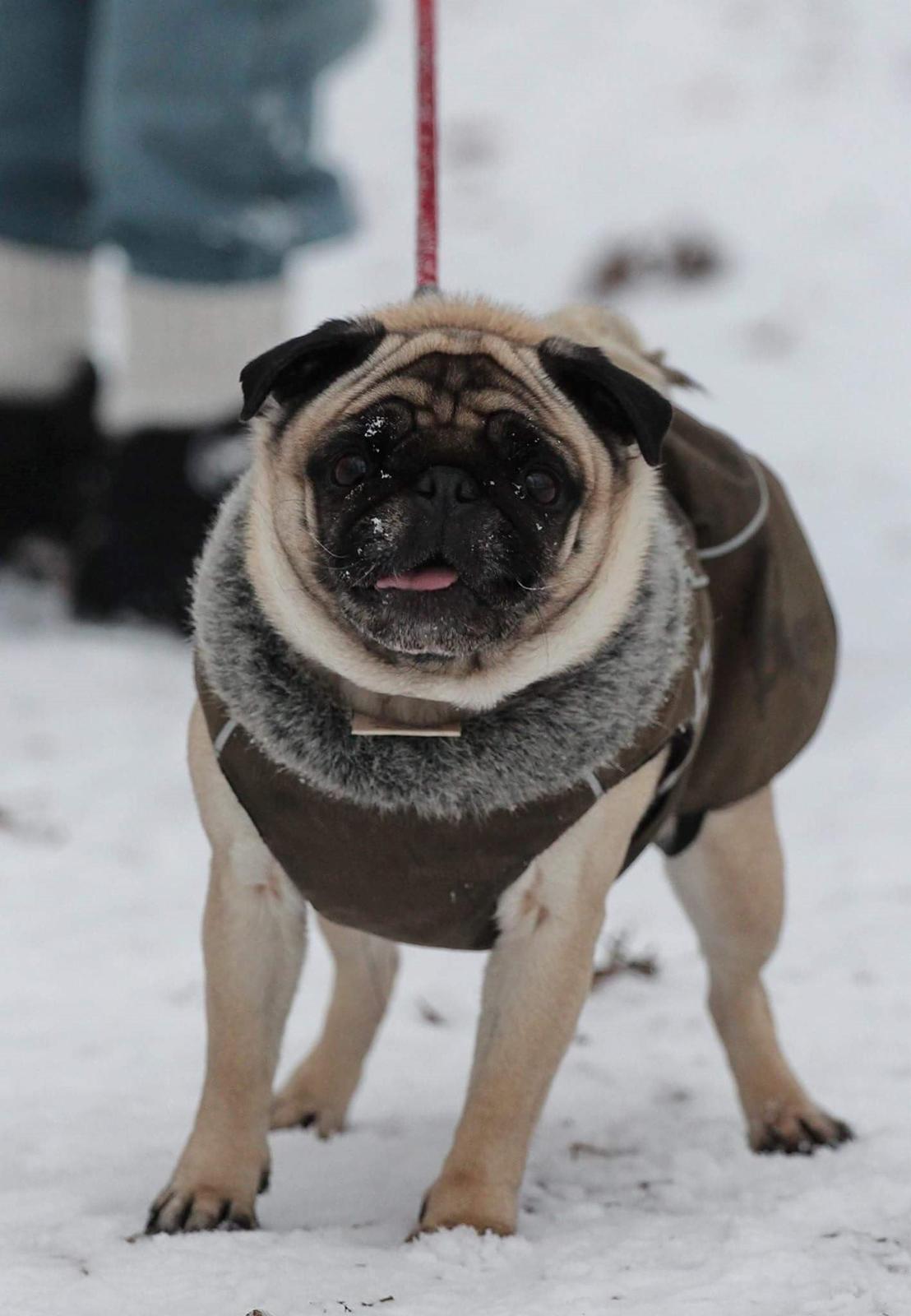 Mops Zoe - Rullepølsen - Zoe , 8 år gammel  billede 23