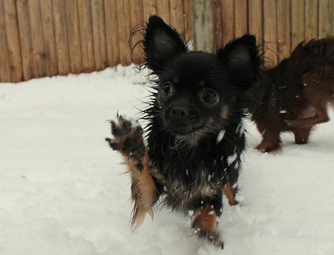 Chihuahua Paya - januar 2016 billede 41