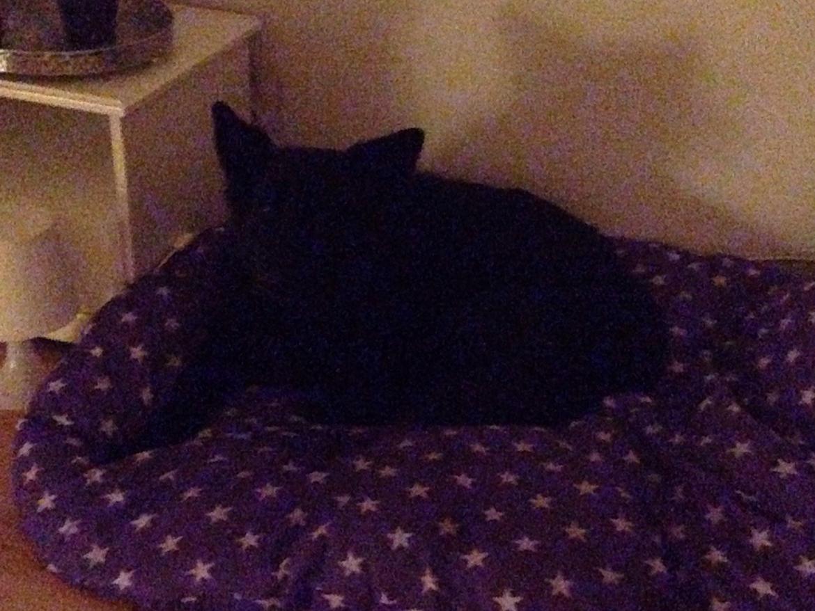 Schæferhund Alba billede 5