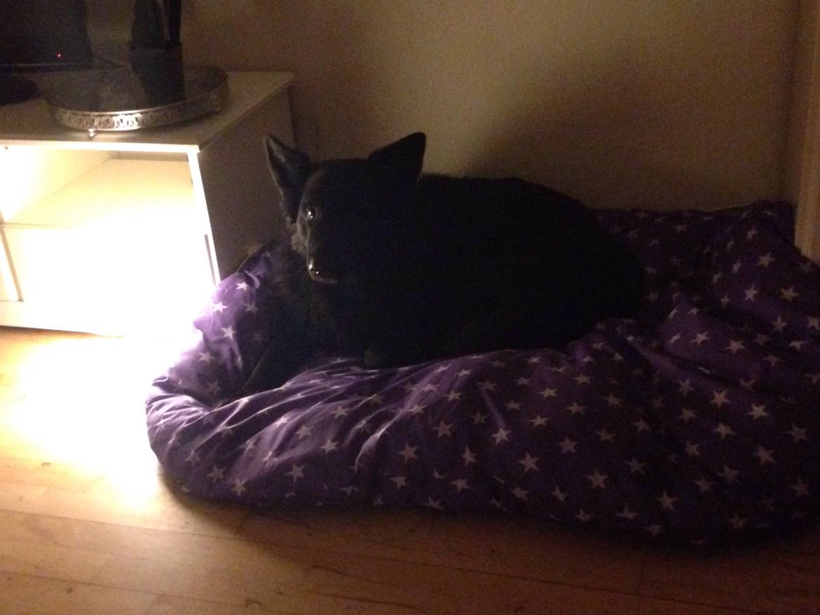 Schæferhund Alba billede 6