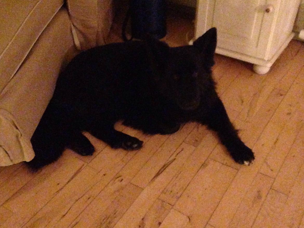 Schæferhund Alba billede 9