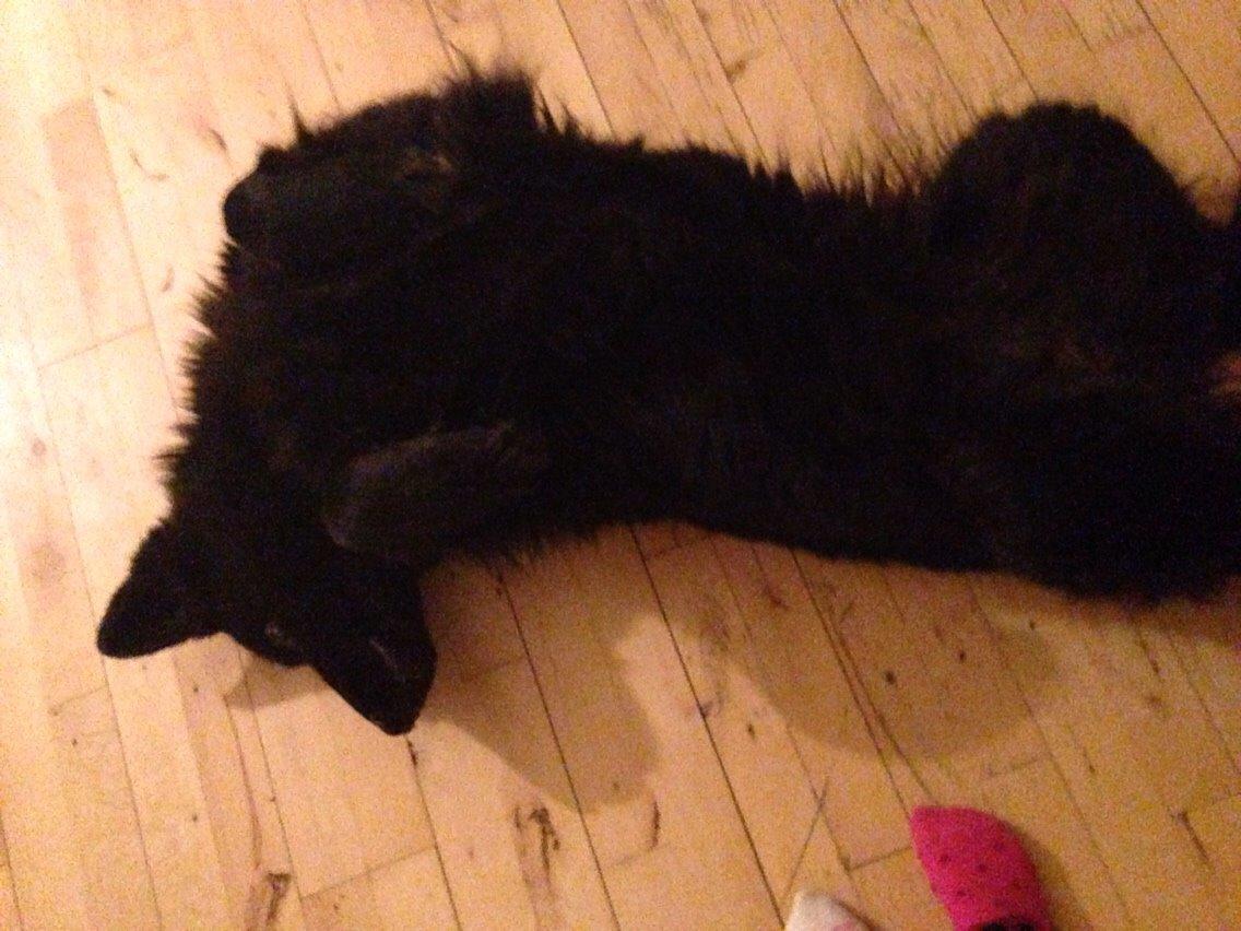 Schæferhund Alba billede 11