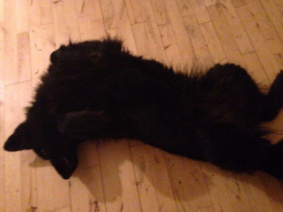 Schæferhund Alba billede 13