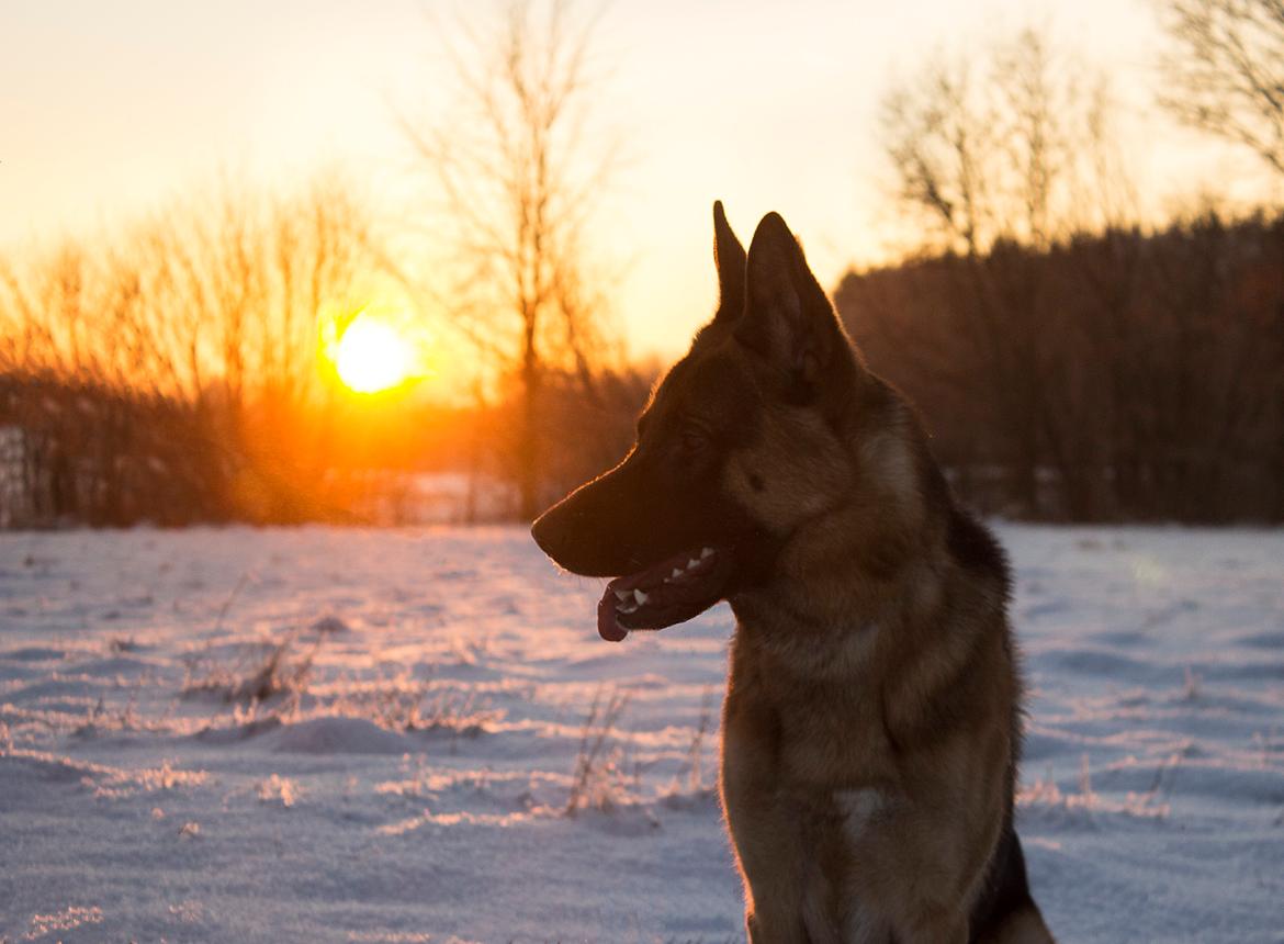 Schæferhund Degner Carlo - Carlo Januar 2016 billede 13