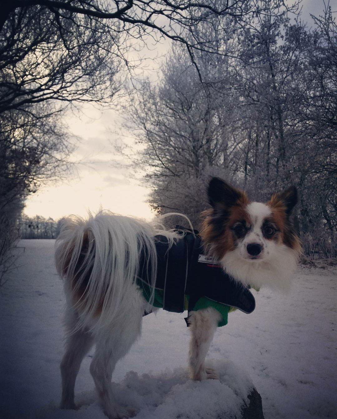 Papillon Bølle *R.I.P.* - Min smukke dreng 20/1-16 billede 28