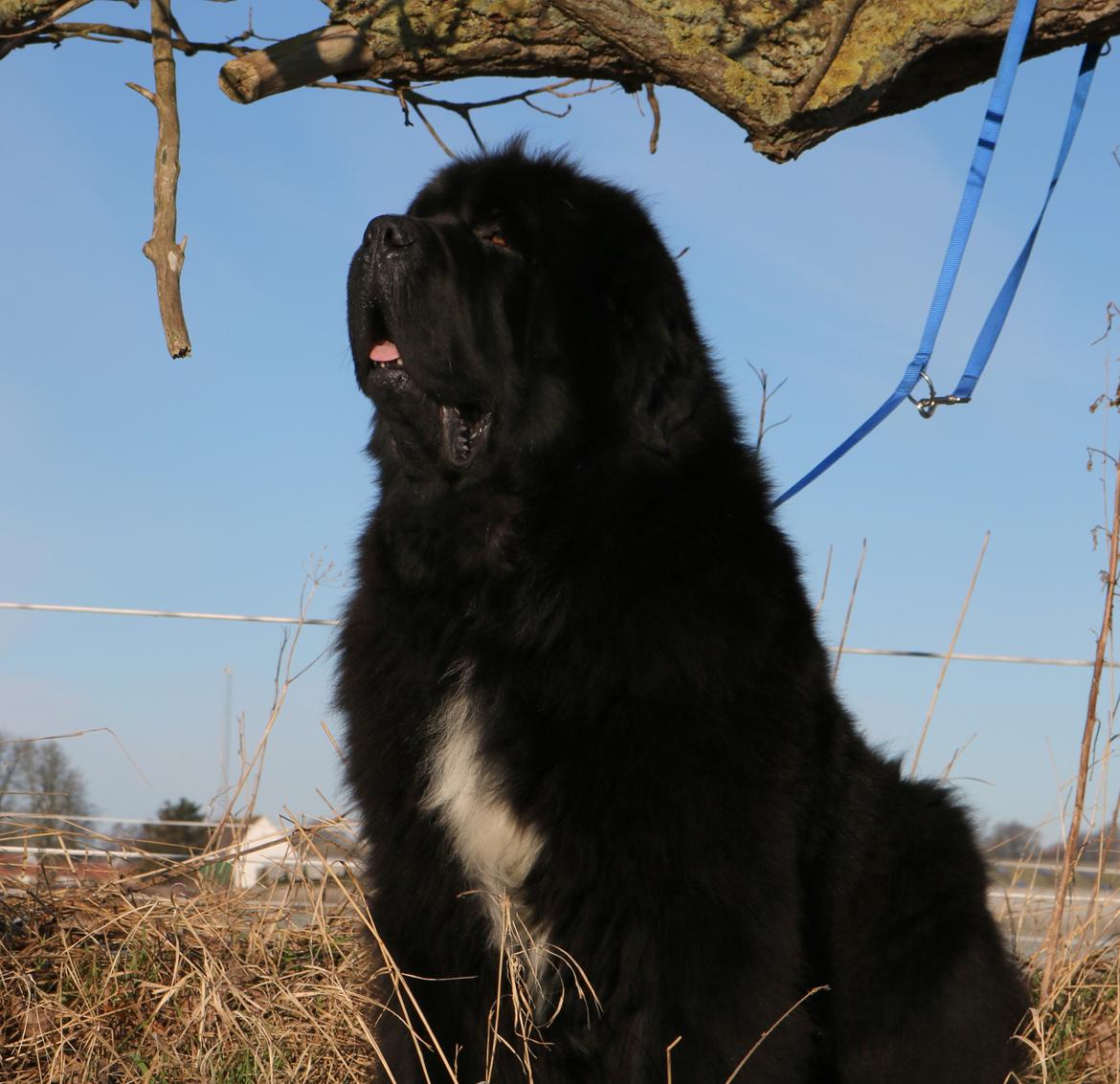 Newfoundlænder La Bella´s Youngster - 21 januar, klar til Vinterspecial.. Tak til Susanne! billede 17