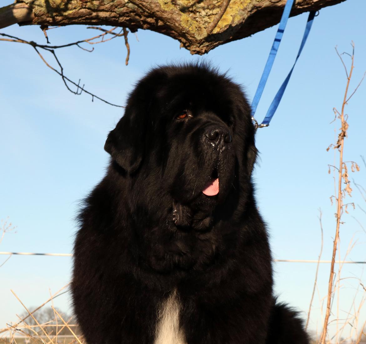 Newfoundlænder La Bella´s Youngster - 21 januar, klar til Vinterspecial.. Tak til Susanne! billede 18