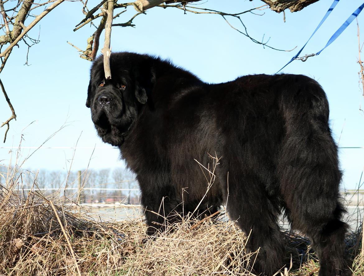 Newfoundlænder La Bella´s Youngster - 21 januar, klar til Vinterspecial.. Tak til Susanne! billede 19