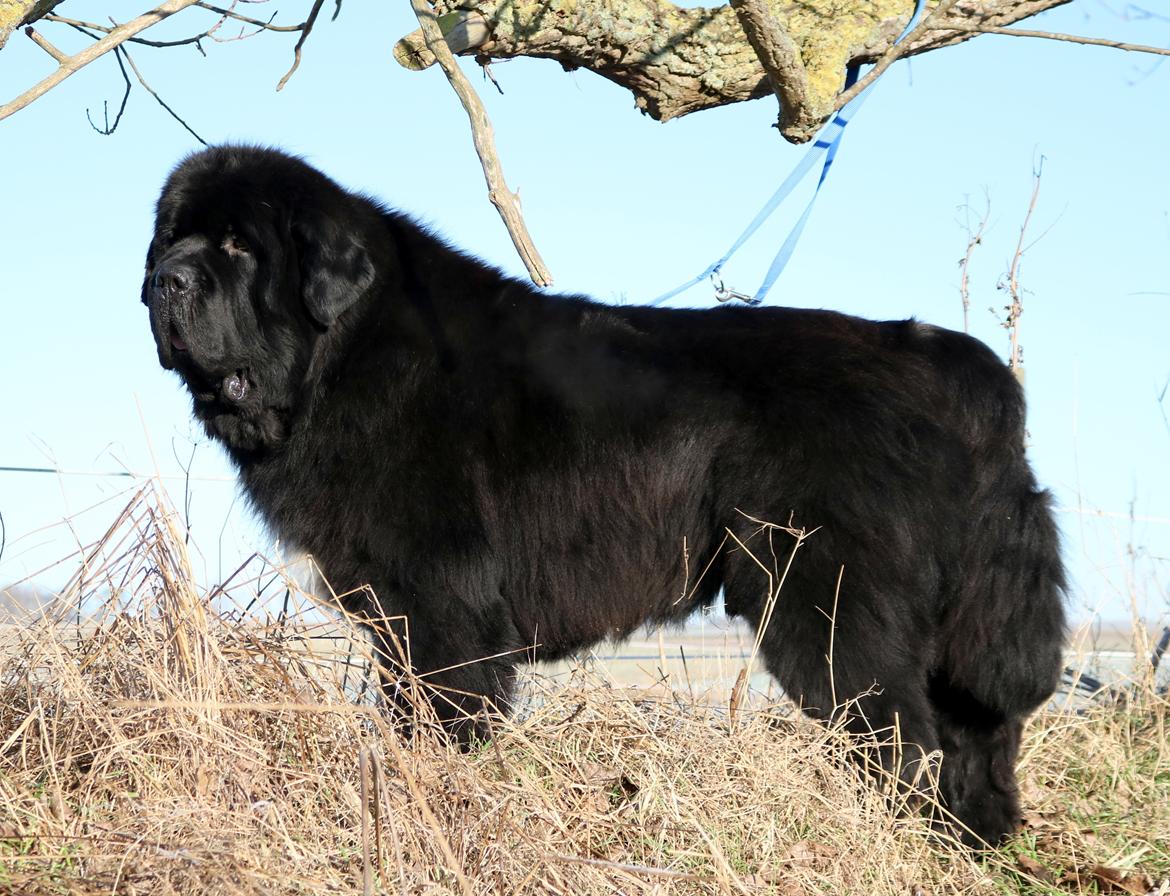 Newfoundlænder La Bella´s Youngster - 21 januar, klar til Vinterspecial.. Tak til Susanne! billede 20