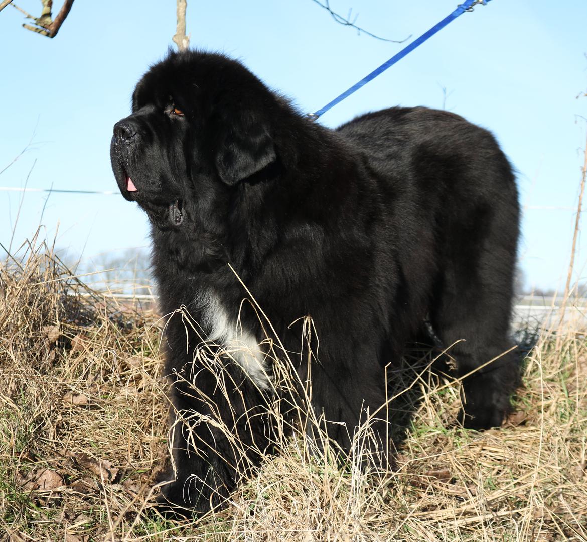 Newfoundlænder La Bella´s Youngster - 21 januar, klar til Vinterspecial.. Tak til Susanne! billede 16