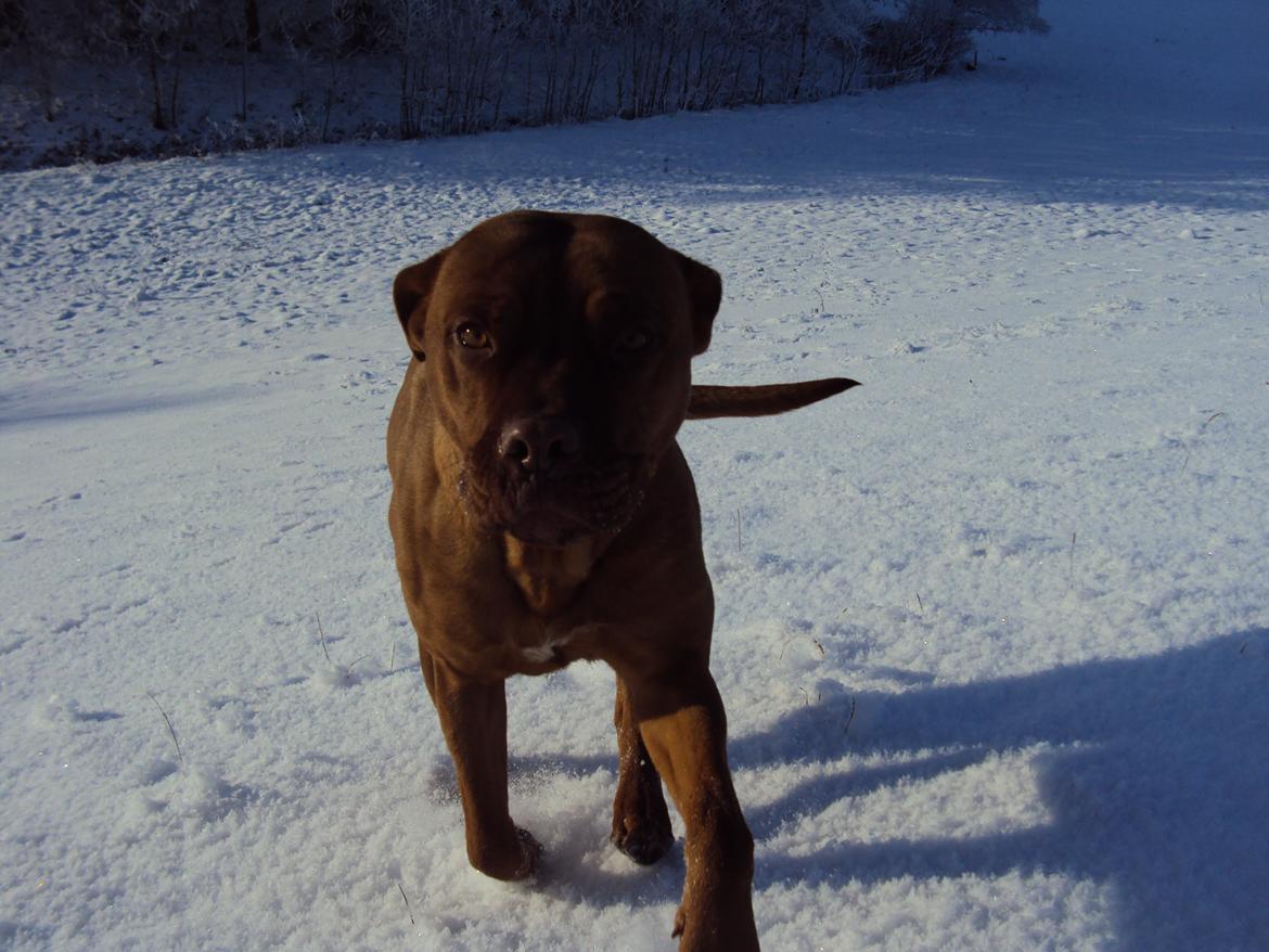 Blanding af racer Rottweiler/Cane Corso/Dogue de Brodeaux - Gabi billede 18