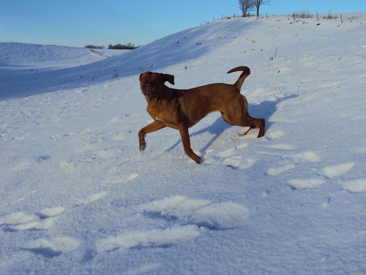 Blanding af racer Rottweiler/Cane Corso/Dogue de Brodeaux - Gabi billede 22