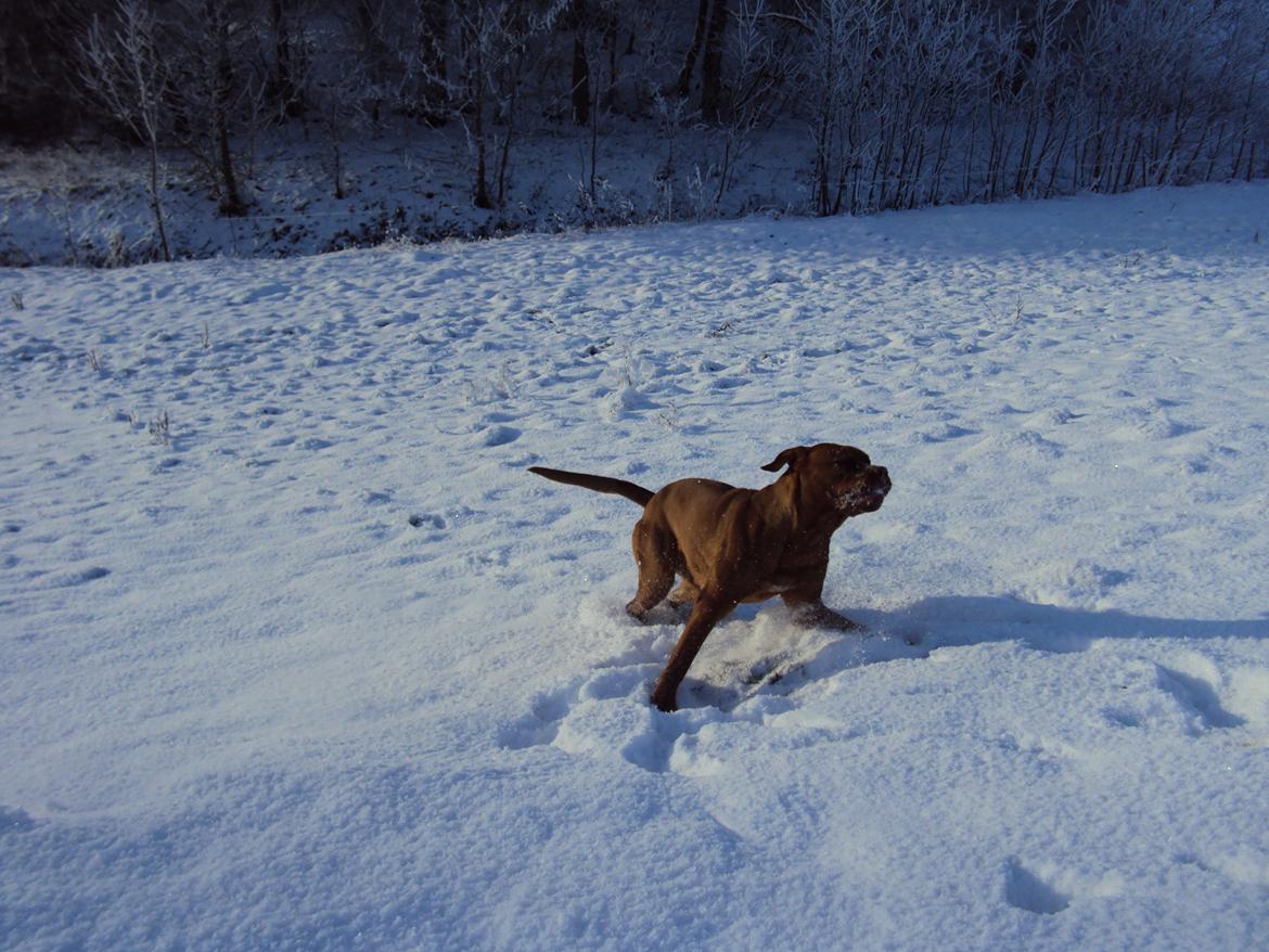 Blanding af racer Rottweiler/Cane Corso/Dogue de Brodeaux - Gabi billede 24