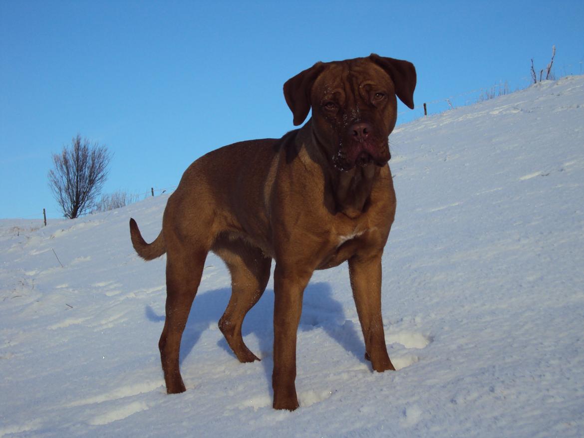 Blanding af racer Rottweiler/Cane Corso/Dogue de Brodeaux - Gabi billede 26