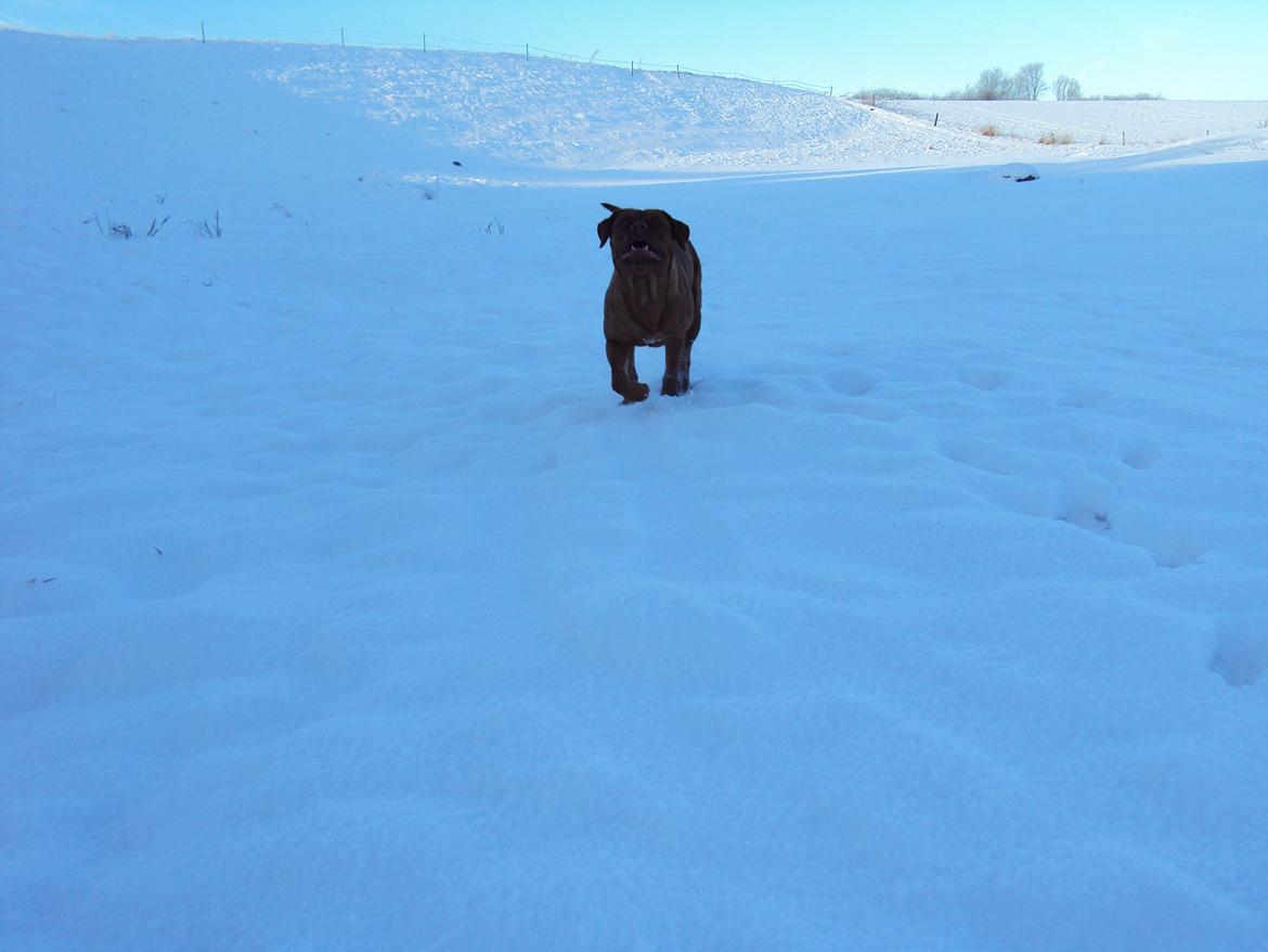 Blanding af racer Rottweiler/Cane Corso/Dogue de Brodeaux - Gabi billede 27