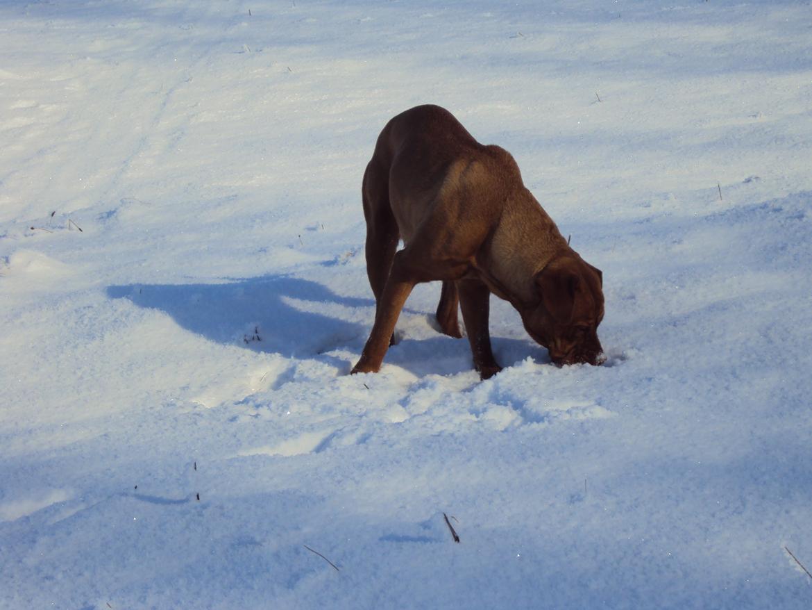 Blanding af racer Rottweiler/Cane Corso/Dogue de Brodeaux - Gabi billede 30