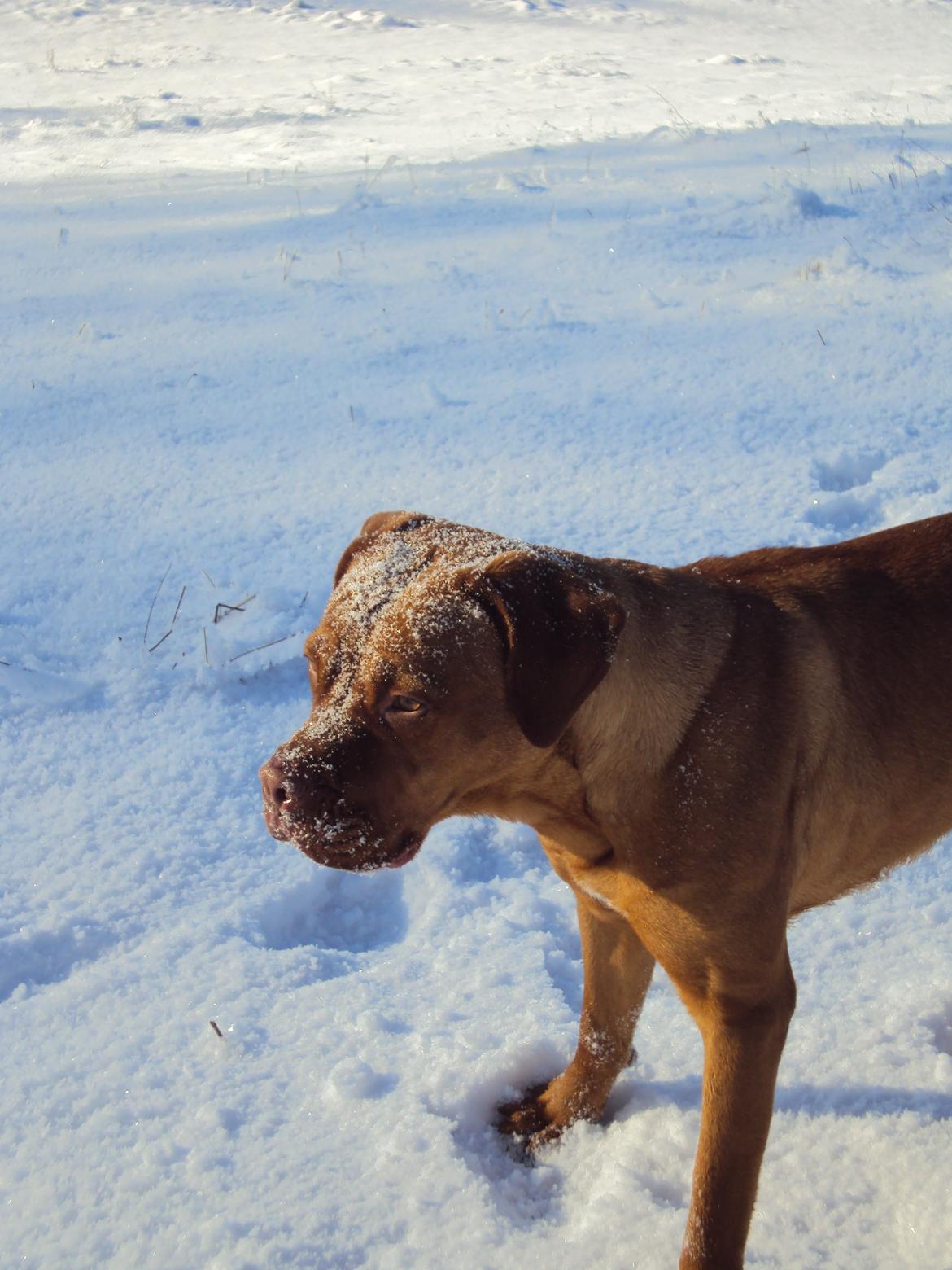 Blanding af racer Rottweiler/Cane Corso/Dogue de Brodeaux - Gabi billede 31