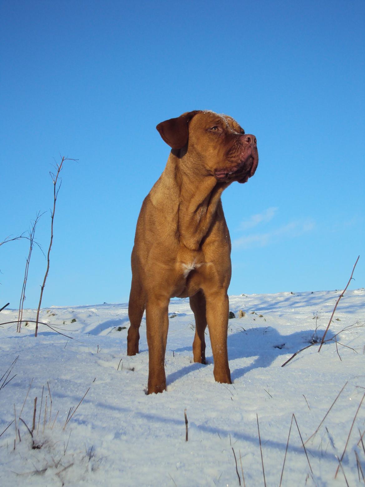 Blanding af racer Rottweiler/Cane Corso/Dogue de Brodeaux - Gabi - Gabi 2016 billede 1