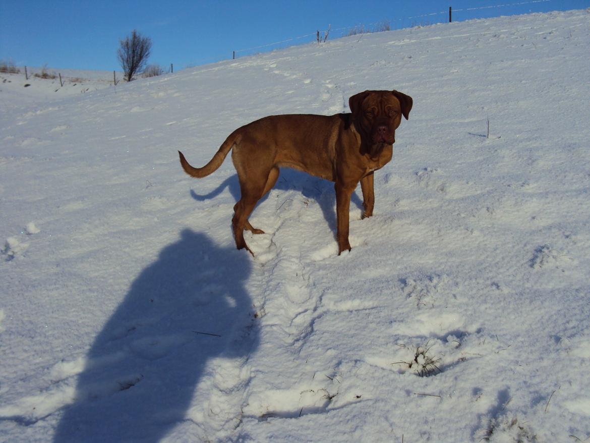 Blanding af racer Rottweiler/Cane Corso/Dogue de Brodeaux - Gabi billede 20