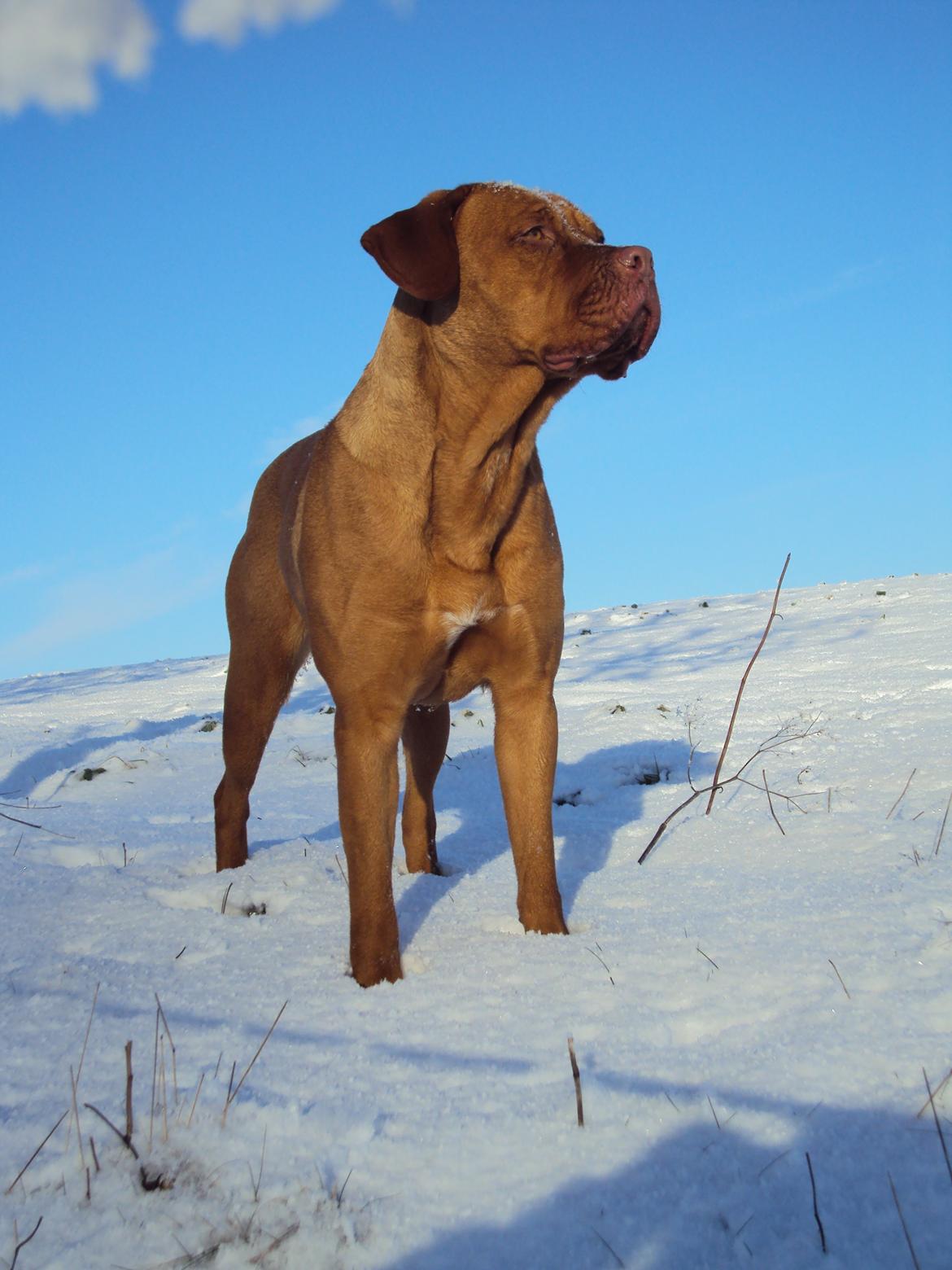 Blanding af racer Rottweiler/Cane Corso/Dogue de Brodeaux - Gabi billede 32