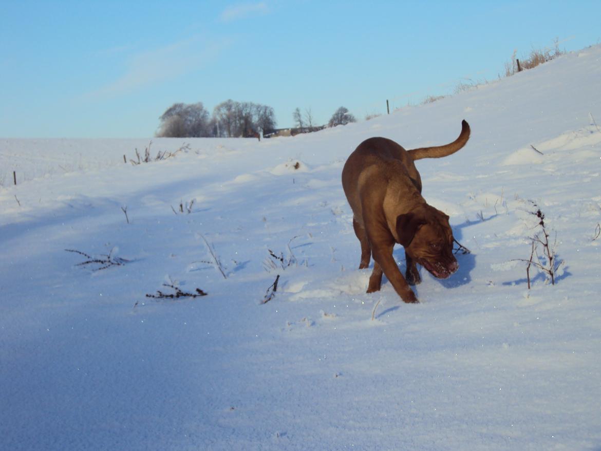 Blanding af racer Rottweiler/Cane Corso/Dogue de Brodeaux - Gabi billede 35