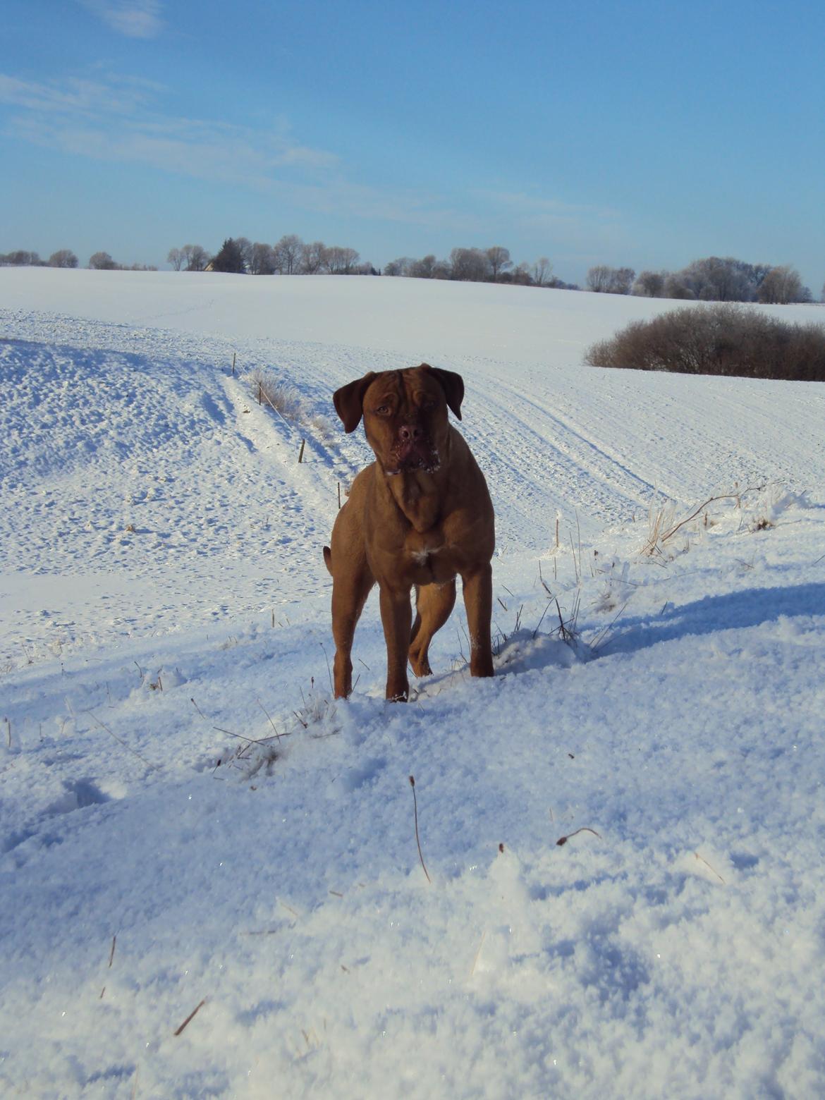 Blanding af racer Rottweiler/Cane Corso/Dogue de Brodeaux - Gabi billede 36