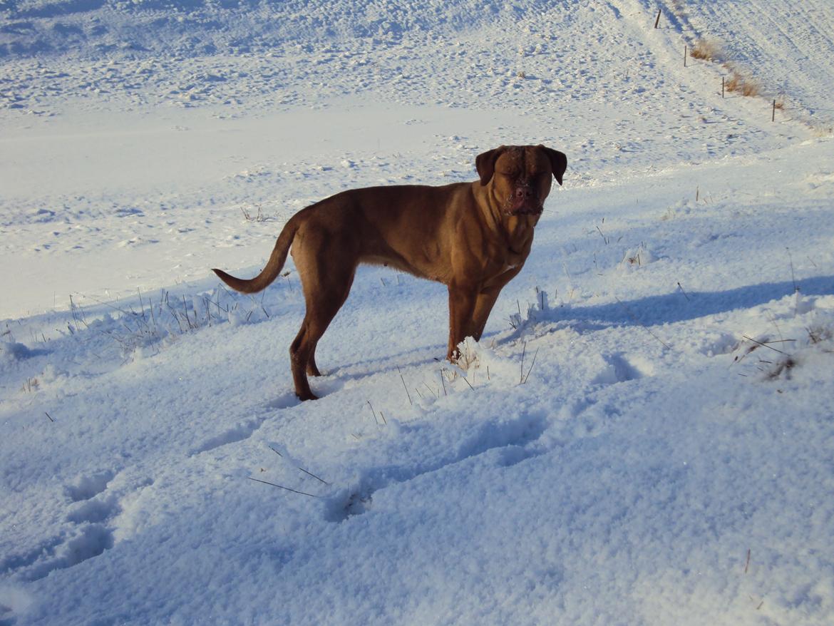 Blanding af racer Rottweiler/Cane Corso/Dogue de Brodeaux - Gabi billede 37