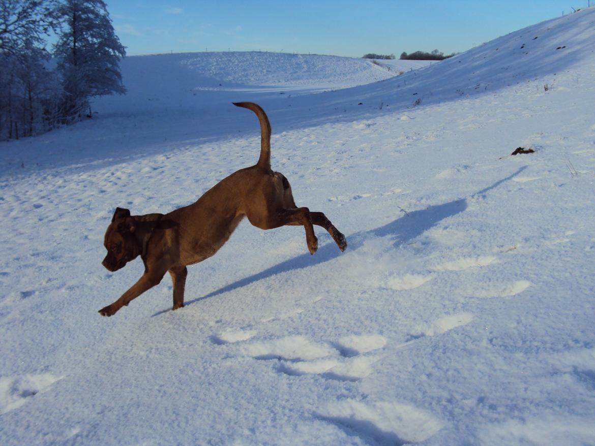 Blanding af racer Rottweiler/Cane Corso/Dogue de Brodeaux - Gabi billede 34