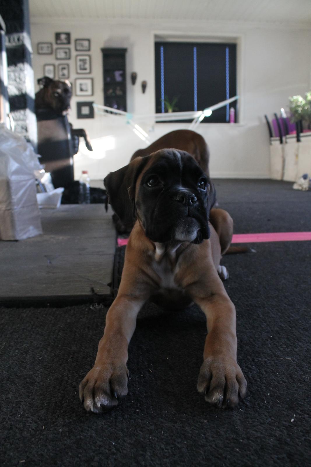 Boxer India von Ellinghaus billede 2