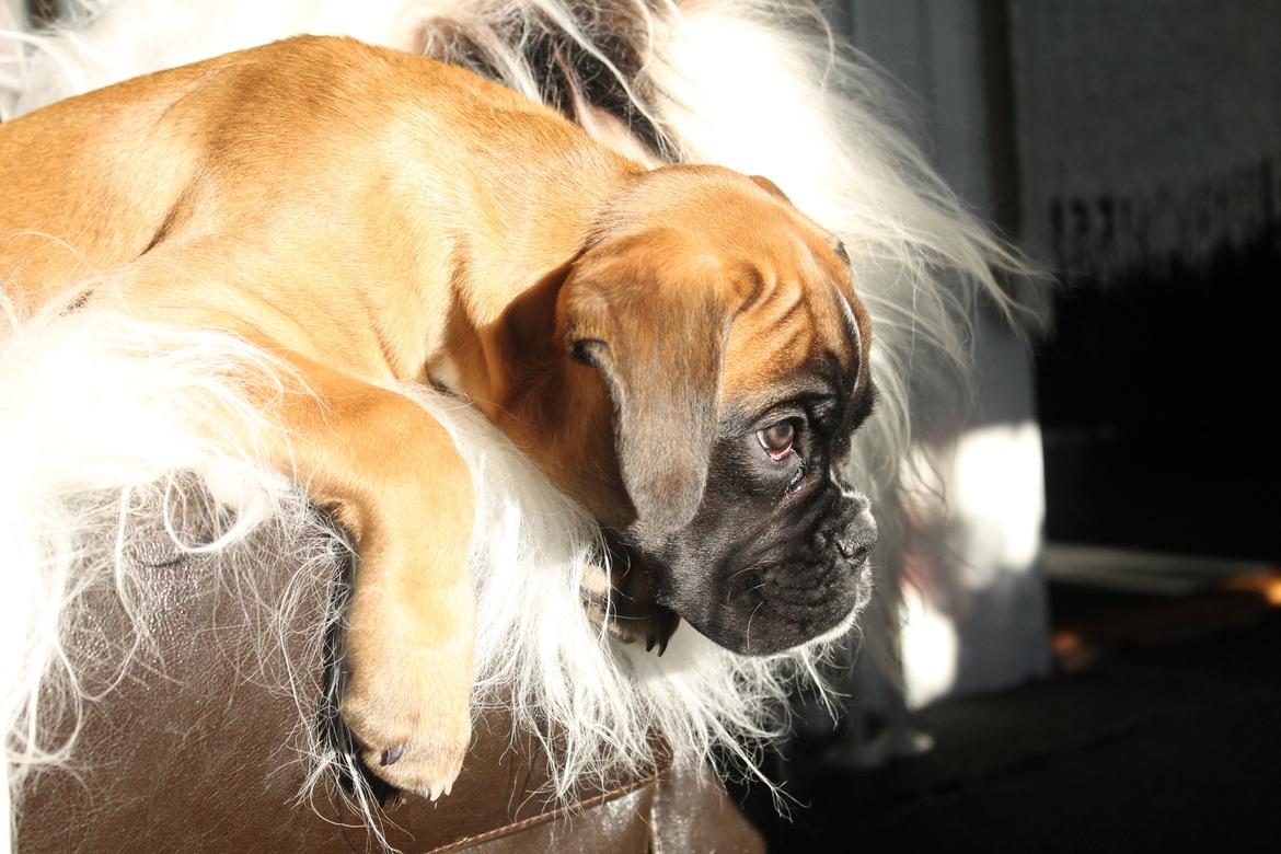 Boxer India von Ellinghaus billede 4