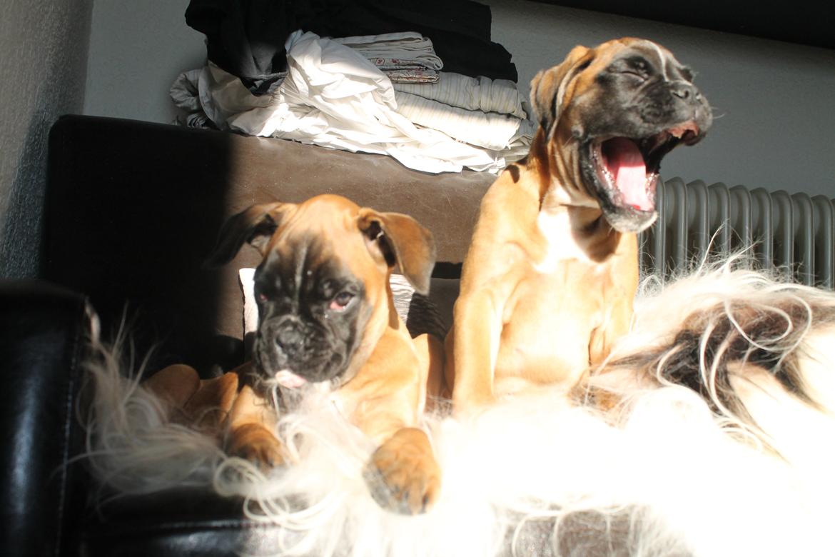 Boxer India von Ellinghaus billede 3