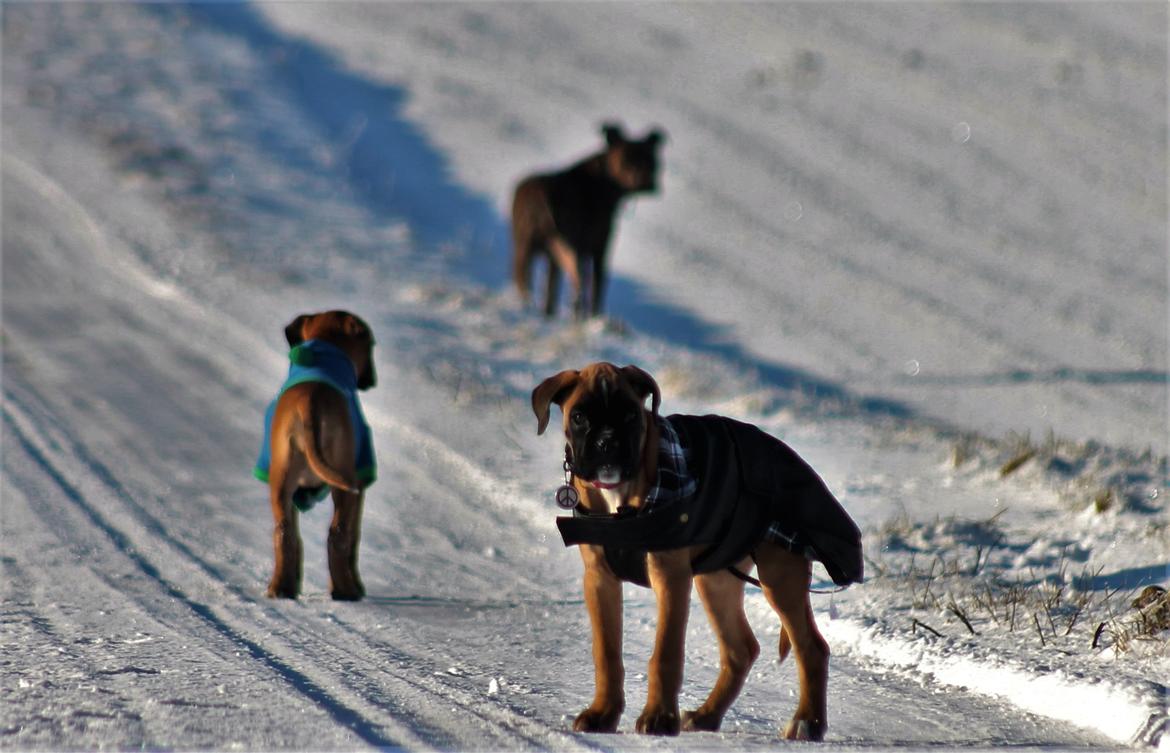 Boxer India von Ellinghaus billede 1