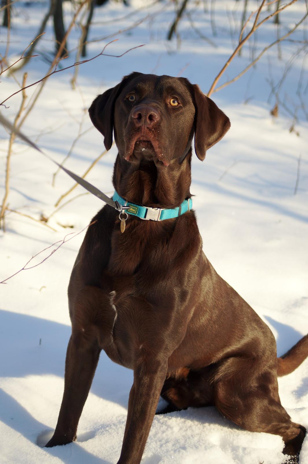 Labrador retriever Aslan *-Bor hos hans hundefar-* billede 3